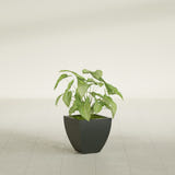Lima Tapered Square fiberglass planter in Matte Charcoal, shown planted, in a sunlit interior