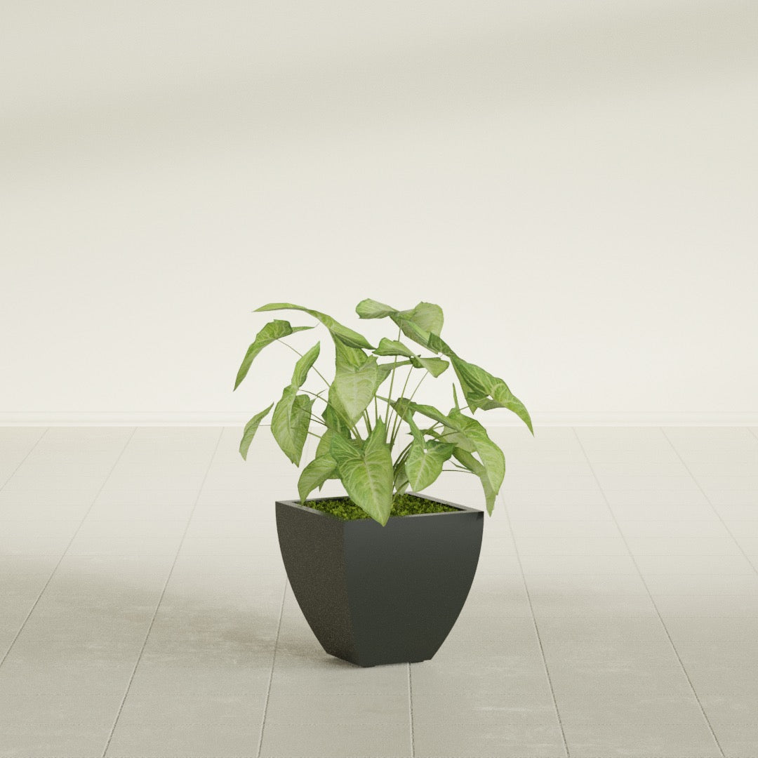 Lima Tapered Square fiberglass planter in Matte Charcoal, shown planted, in a sunlit interior