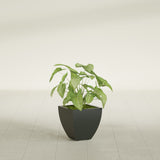 Lima Tapered Square fiberglass planter in Matte Charcoal, shown planted, in a sunlit interior