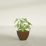 Lima Tapered Square fiberglass planter in Metallic Bronze, shown planted, in a sunlit interior