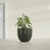 Santa Barbara Fluted Round fiberglass planter in Matte Charcoal, shown planted, in a sunlit interior