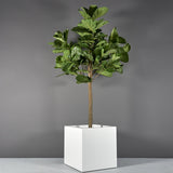 Montroy Cube Planter in white with a fiddle-leaf fig tree
