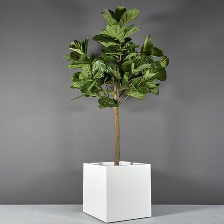 Montroy Cube Planter in white with a fiddle-leaf fig tree