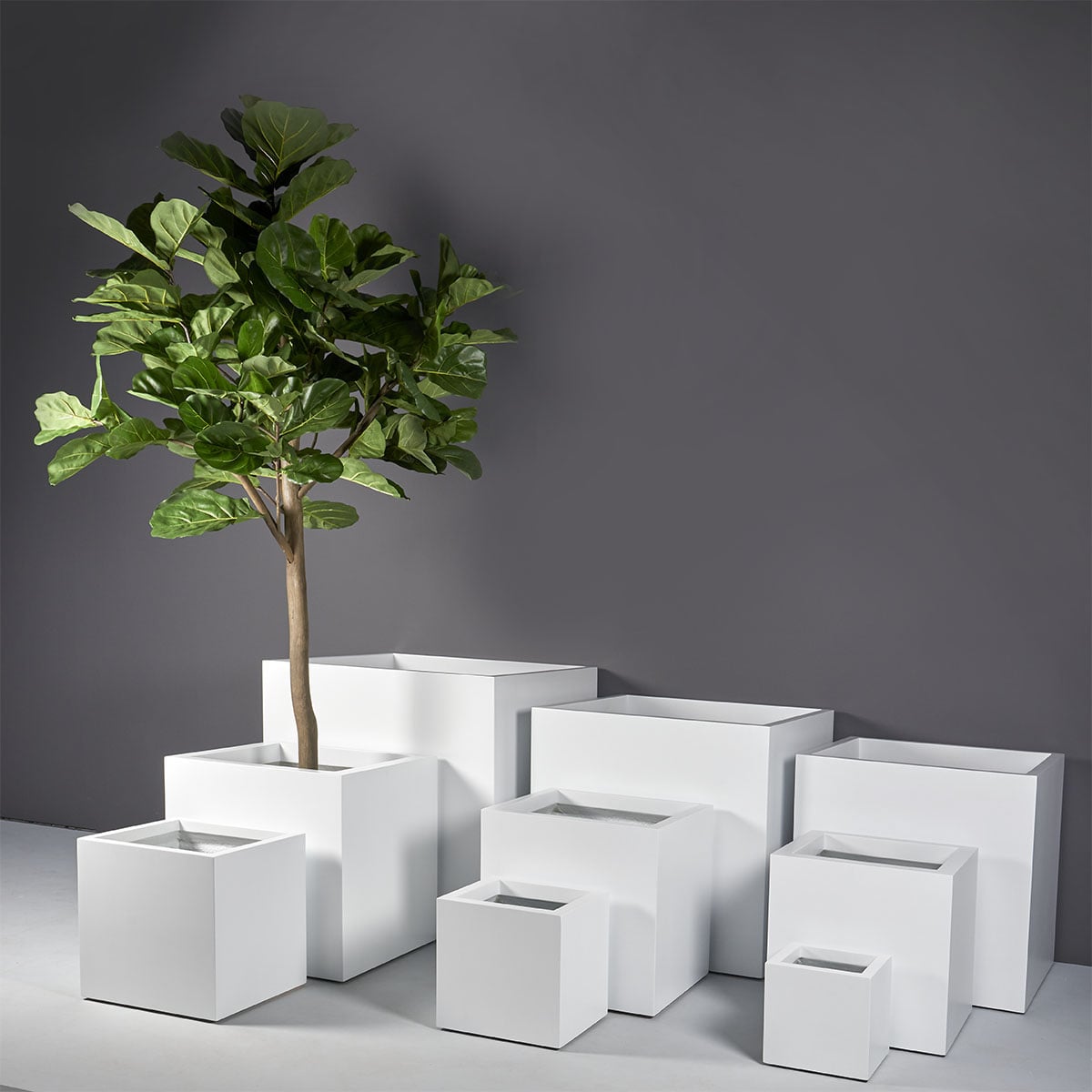 Montroy Cube Planter full size range in white with a fiddle-leaf fig