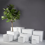 Montroy Cube Planter full size range in white with a fiddle-leaf fig
