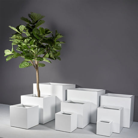 Montroy Cube Planter full size range in white with a fiddle-leaf fig