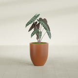 Valencia Tapered Round fiberglass planter in Matte Terra Cotta, shown planted, in a sunlit interior