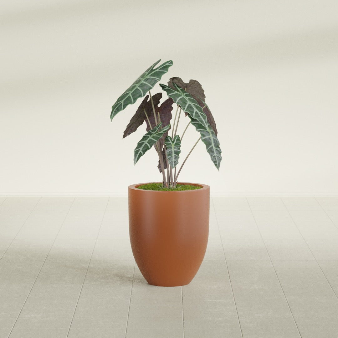 Valencia Tapered Round fiberglass planter in Matte Terra Cotta, shown planted, in a sunlit interior