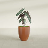 Valencia Tapered Round fiberglass planter in Matte Terra Cotta, shown planted, in a sunlit interior