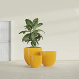 Alzira Bowl fiberglass planter in Gloss Saffron, size range, in a sunlit interior