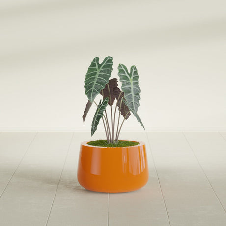 Short Hayden Bowl fiberglass planter in Gloss Tangerine, shown planted, in a sunlit interior
