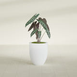 Valencia Tapered Round fiberglass planter in Gloss Bright White, shown planted, in a sunlit interior