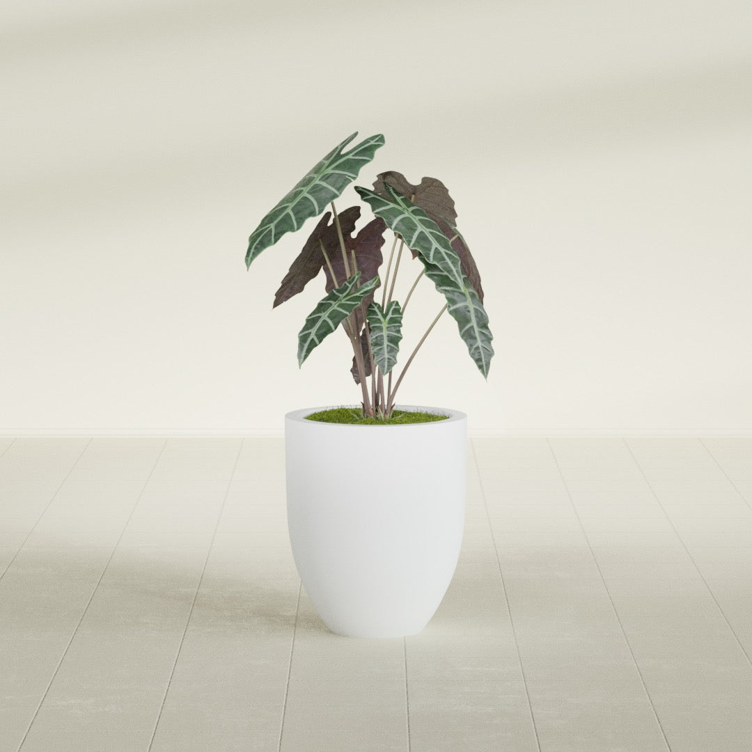 Valencia Tapered Round fiberglass planter in Gloss Bright White, shown planted, in a sunlit interior