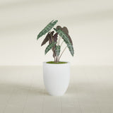 Valencia Tapered Round fiberglass planter in Gloss Bright White, shown planted, in a sunlit interior