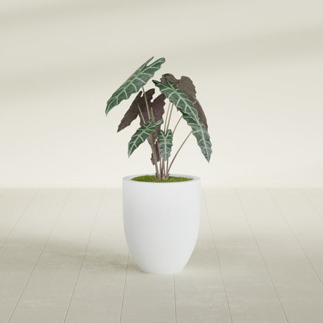 Valencia Tapered Round fiberglass planter in Gloss Bright White, shown planted, in a sunlit interior