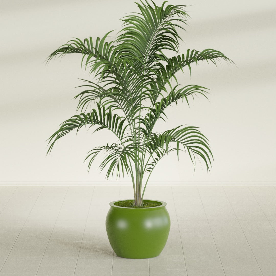 Shanghai Fishbowl fiberglass planter in Satin Green, shown planted, in a sunlit interior