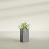 Hollywood Narrow Rectangular fiberglass planter in Matte Gunmetal, shown planted, in a sunlit interior