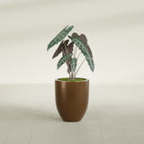 Valencia Tapered Round fiberglass planter in Metallic Bronze, shown planted, in a sunlit interior