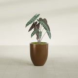 Valencia Tapered Round fiberglass planter in Metallic Bronze, shown planted, in a sunlit interior