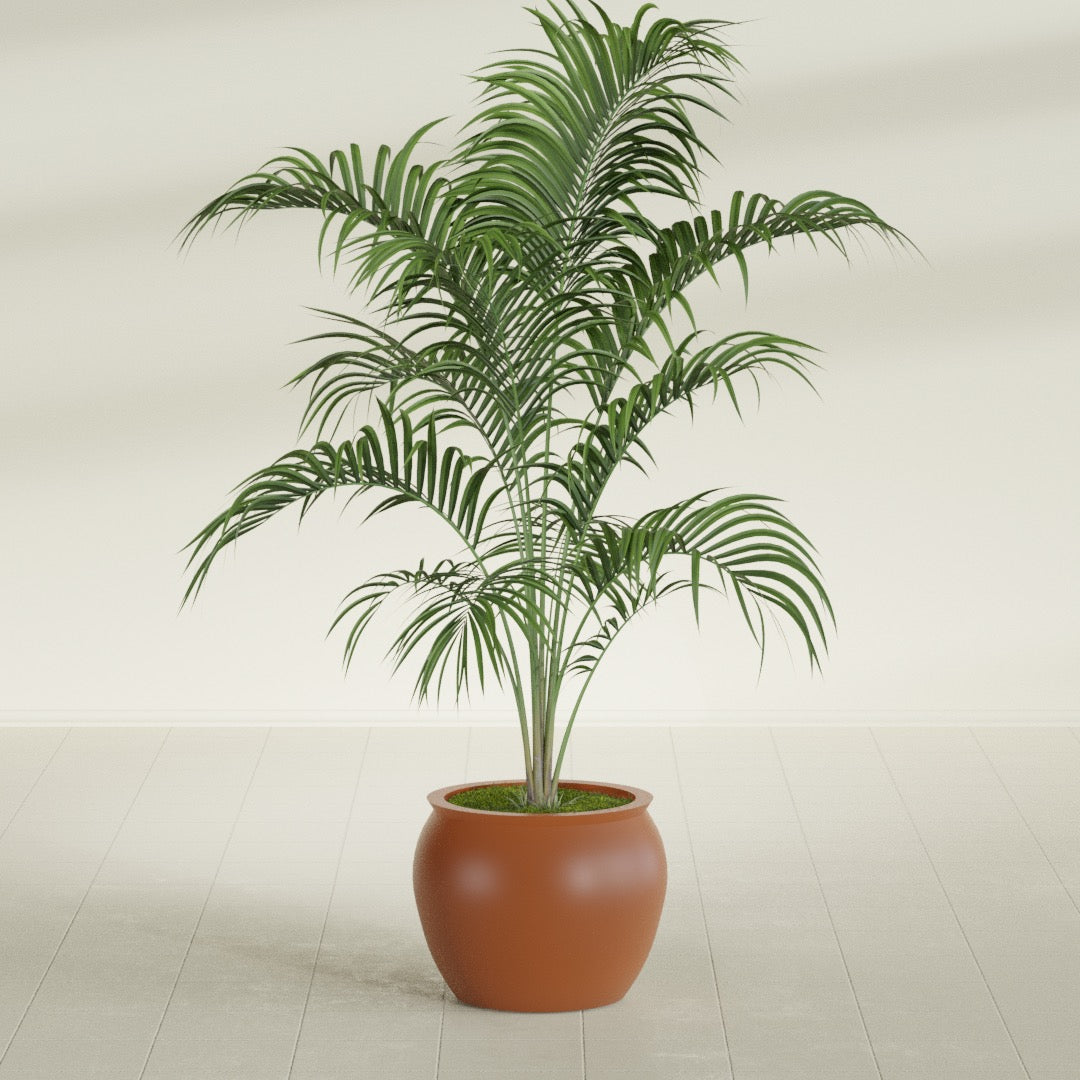 Shanghai Fishbowl fiberglass planter in Matte Terra Cotta, shown planted, in a sunlit interior