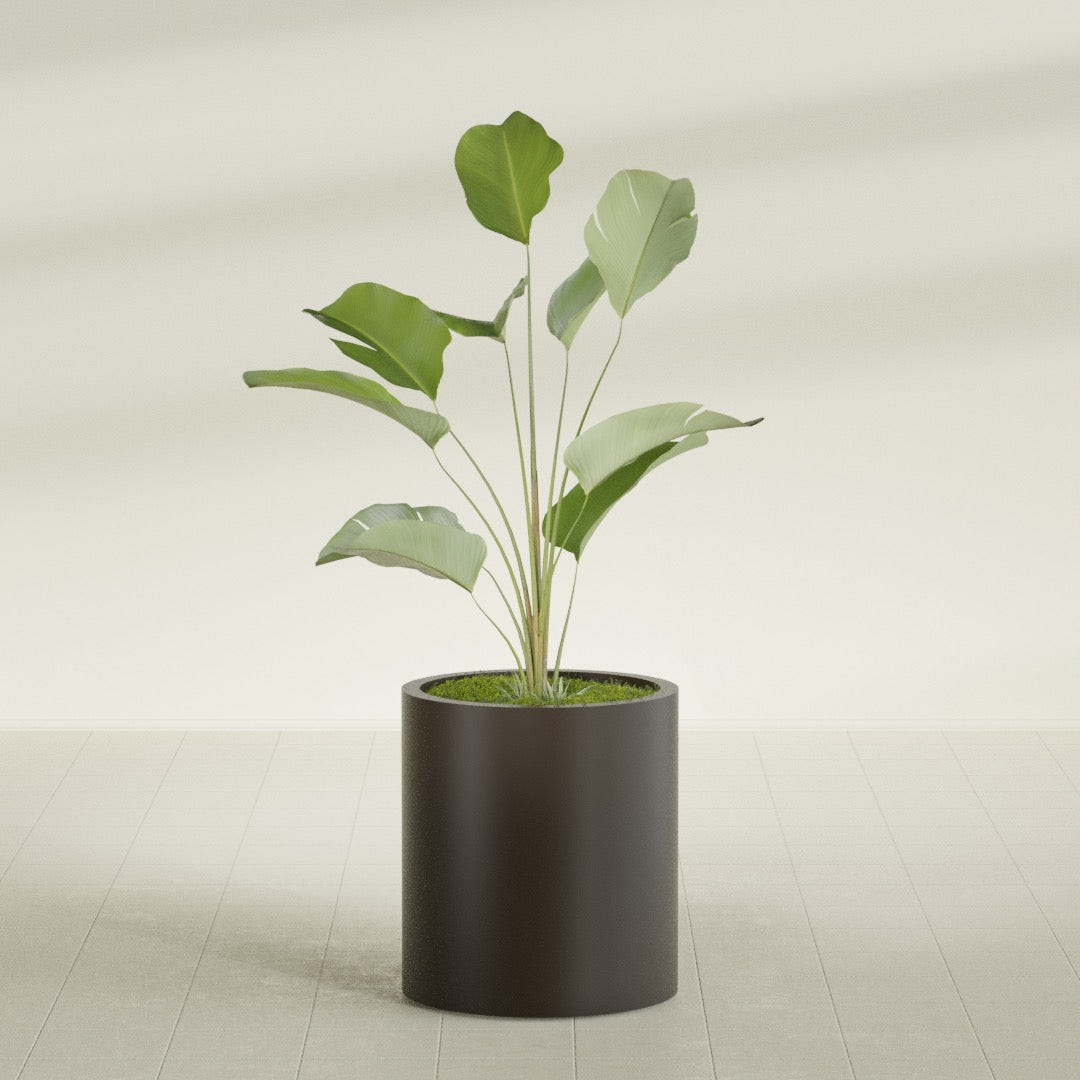 Rio Grande Cylinder fiberglass planter in Matte Dark Brown, shown planted, in a sunlit interior