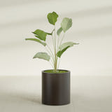 Rio Grande Cylinder fiberglass planter in Matte Dark Brown, shown planted, in a sunlit interior
