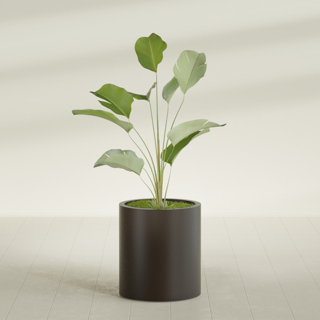 Rio Grande Cylinder fiberglass planter in Matte Dark Brown, shown planted, in a sunlit interior