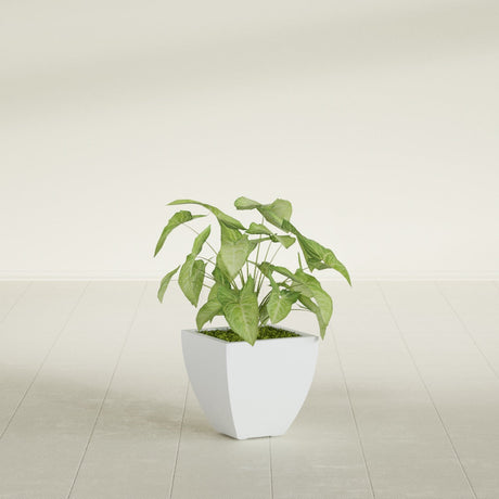 Lima Tapered Square fiberglass planter in Gloss Bright White, shown planted, in a sunlit interior