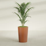 Tegel Round Tapered fiberglass planter in Matte Terra Cotta, shown planted, in a sunlit interior