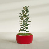 Casablanca Low Bowl fiberglass planter in Gloss Red, planted, in a sunlit interior