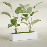 Cuba Low Rectangular fiberglass planter in Gloss Bright White, shown planted, in a sunlit interior