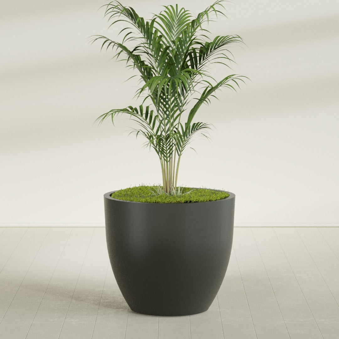 Wannsee Round fiberglass planter in Matte Charcoal, shown planted, in a sunlit interior