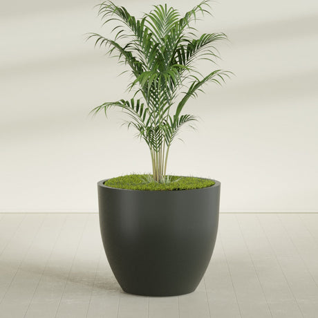 Wannsee Round fiberglass planter in Matte Charcoal, shown planted, in a sunlit interior