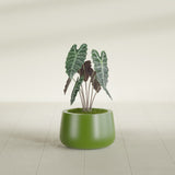 Short Hayden Bowl fiberglass planter in Satin Green, shown planted, in a sunlit interior