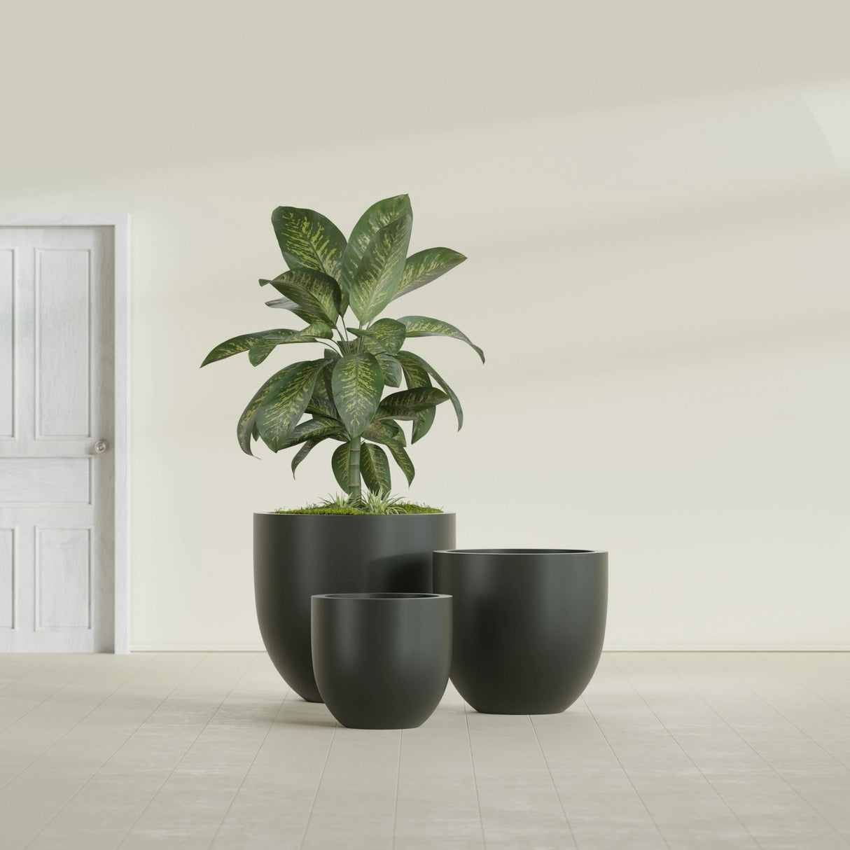 Alzira Bowl fiberglass planter in Matte Charcoal, size range, in a sunlit interior