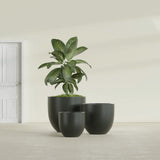 Alzira Bowl fiberglass planter in Matte Charcoal, size range, in a sunlit interior