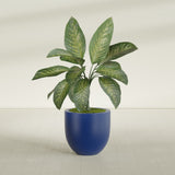 Alzira Bowl fiberglass planter in Matte Cobalt Blue, shown planted, in a sunlit interior