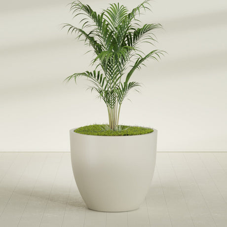 Wannsee Round fiberglass planter in Satin Beige, shown planted, in a sunlit interior