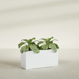 Miami Narrow Rectangular fiberglass planter in Matte Bright White, shown planted, in a sunlit interior