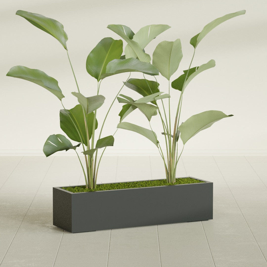 Cuba Low Rectangular fiberglass planter in Matte Charcoal, shown planted, in a sunlit interior
