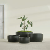 Casablanca Bowl fiberglass planter in Matte Charcoal, size range, in a sunlit interior