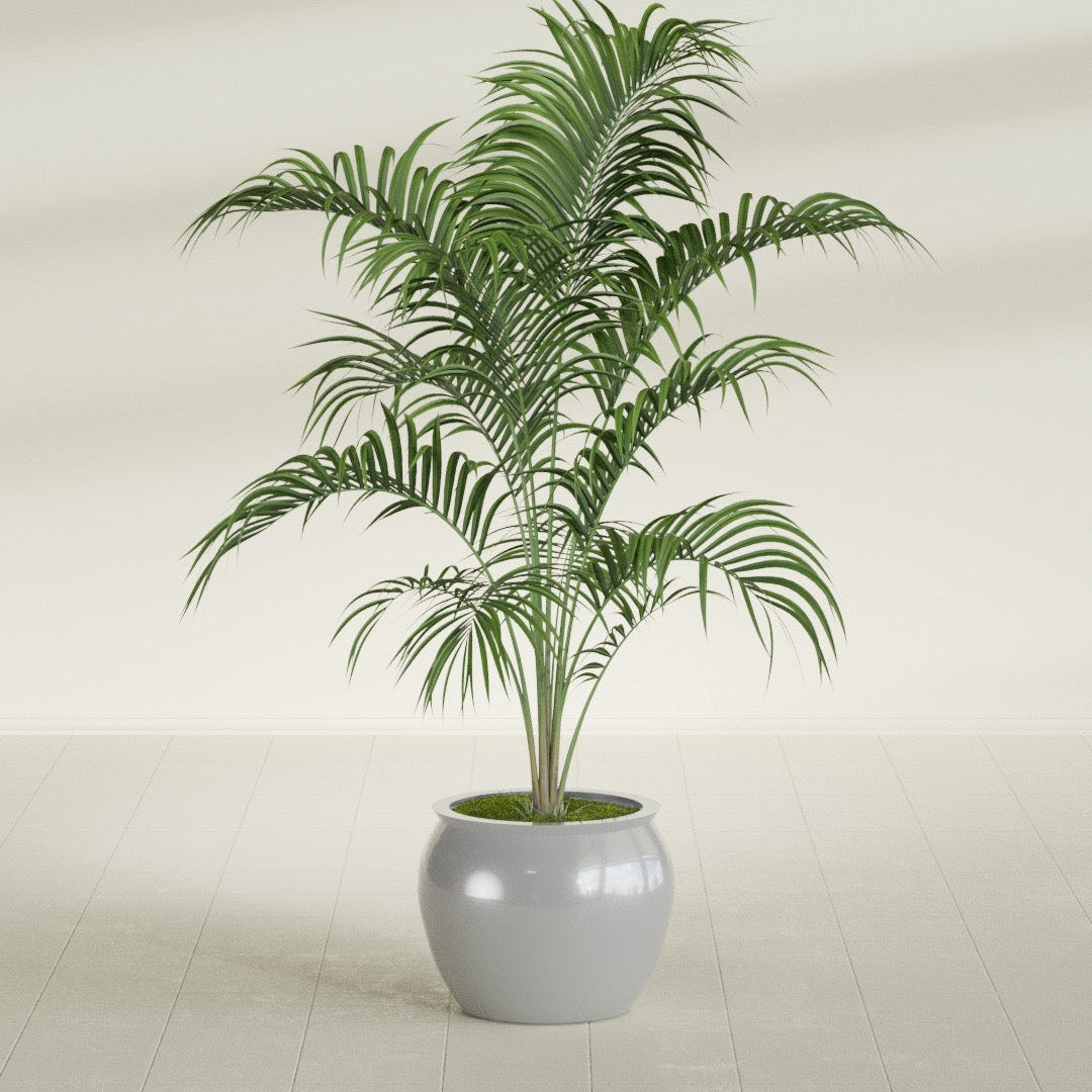 Shanghai Fishbowl fiberglass planter in Metallic Silver, shown planted, in a sunlit interior