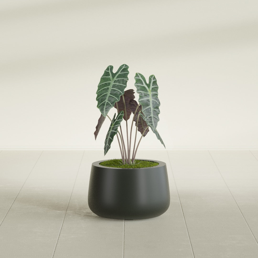 Short Hayden Bowl fiberglass planter in Matte Charcoal, shown planted, in a sunlit interior
