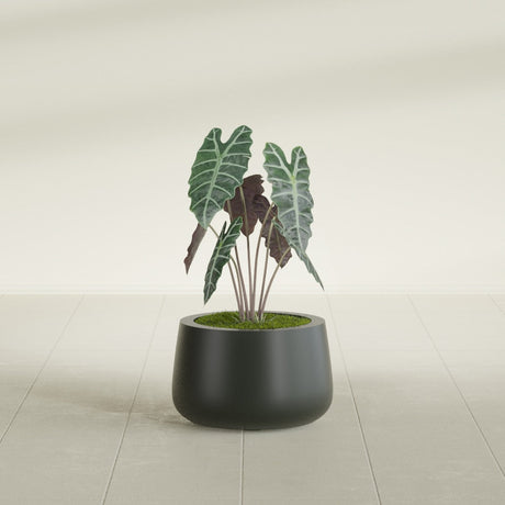Short Hayden Bowl fiberglass planter in Matte Charcoal, shown planted, in a sunlit interior