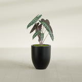 Valencia Tapered Round fiberglass planter in Matte Black, shown planted, in a sunlit interior