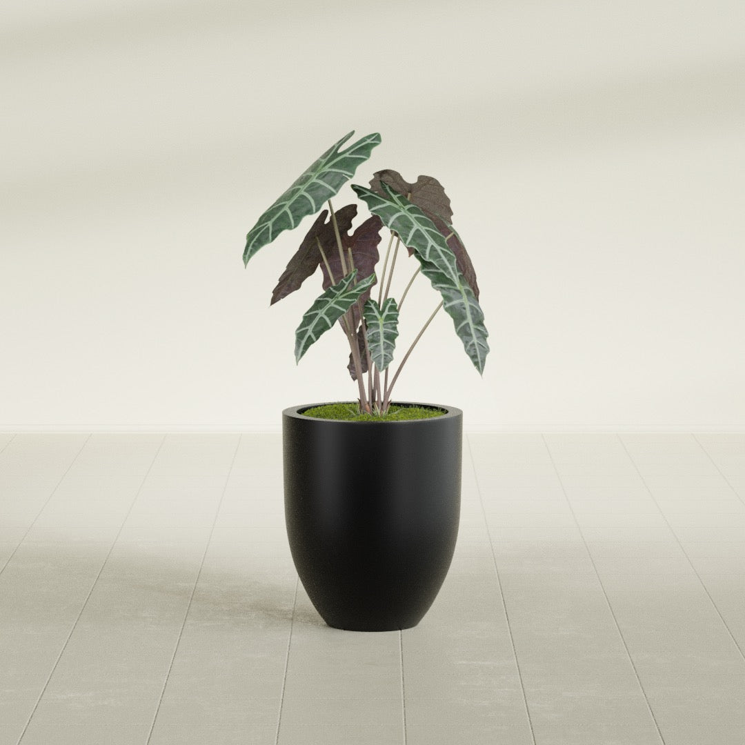 Valencia Tapered Round fiberglass planter in Matte Black, shown planted, in a sunlit interior