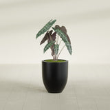 Valencia Tapered Round fiberglass planter in Matte Black, shown planted, in a sunlit interior