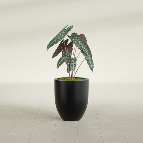 Valencia Tapered Round fiberglass planter in Matte Black, shown planted, in a sunlit interior