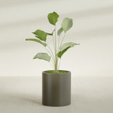 Rio Grande Cylinder fiberglass planter in Matte Bronze, shown planted, in a sunlit interior
