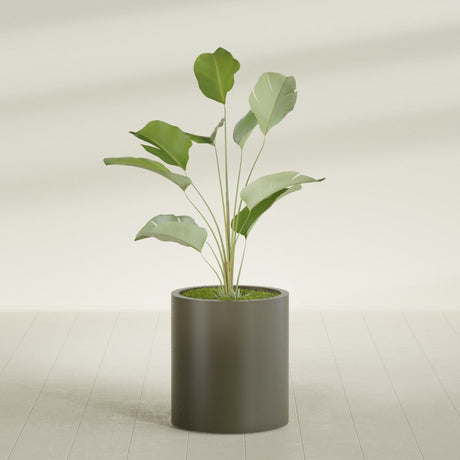 Rio Grande Cylinder fiberglass planter in Matte Bronze, shown planted, in a sunlit interior